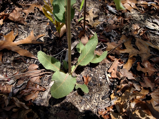 {Berlandiera pumila}